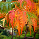 Illustration for article titled 76 Stunning Photos Of Fall Leaves